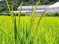 自然栽培米ご予約
